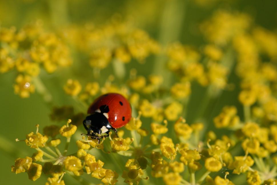 Free Image of Close-up of a ladybug on a yellow flower petal. 