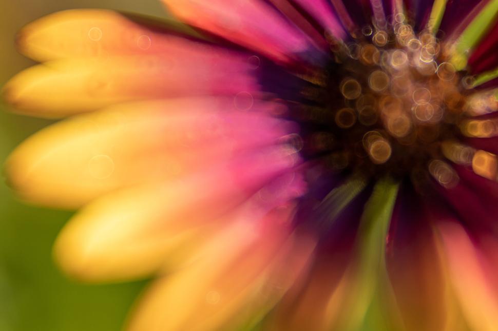Free Image of Abstract close-up of a vibrant colorful flower. 