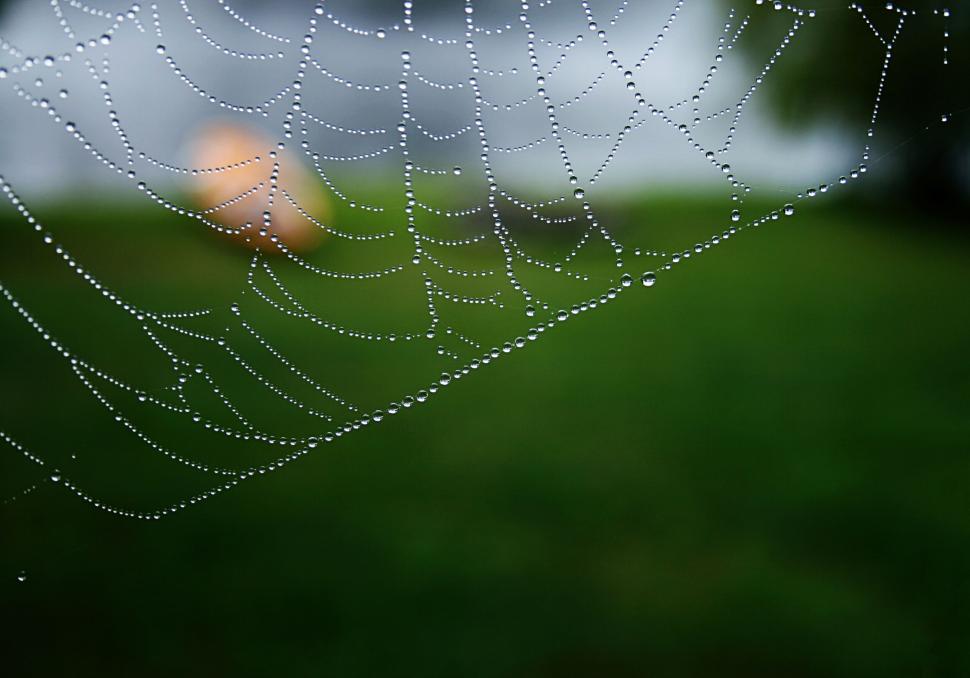 Free Image of Close-Up of Dew-Covered Spider Web on a Foggy Morning 
