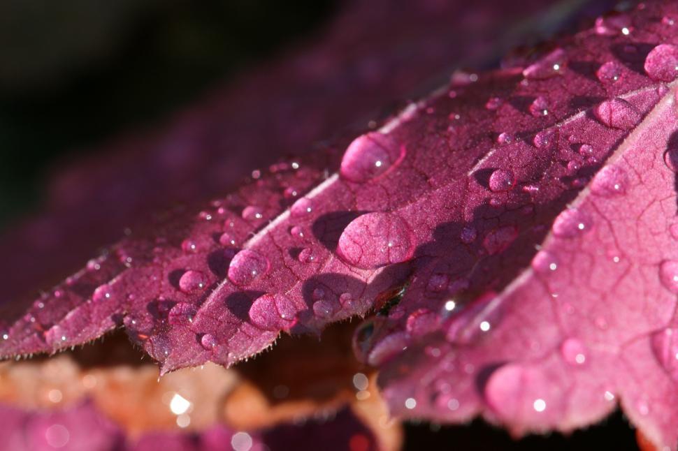 Free Image of Purple Leaf Covered in Water Droplets in Natural Setting 