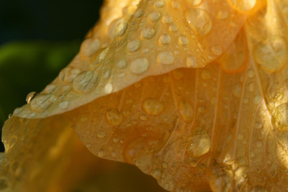Free Image of Yellow Petal Covered in Dew Drops in Close-Up View 