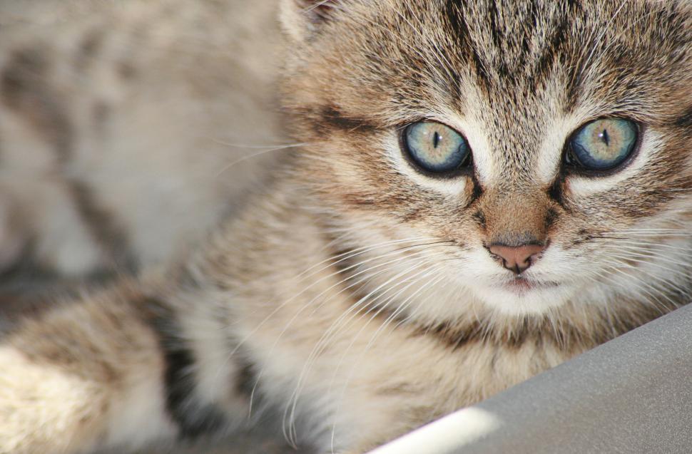 Free Image of Close-Up of a Kitten with Blue Eyes Resting Peacefully 