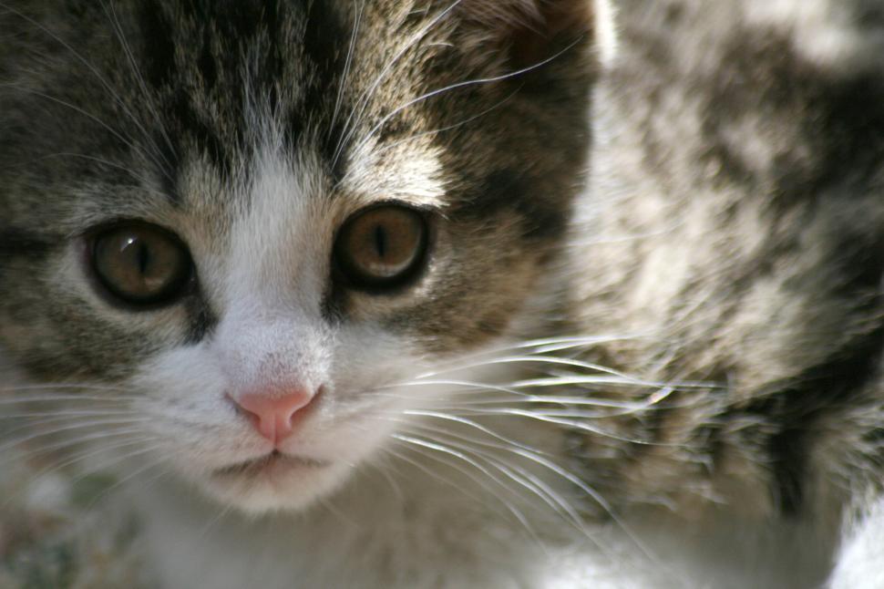 Free Image of Close-up of a cute kitten with brown and white fur. 