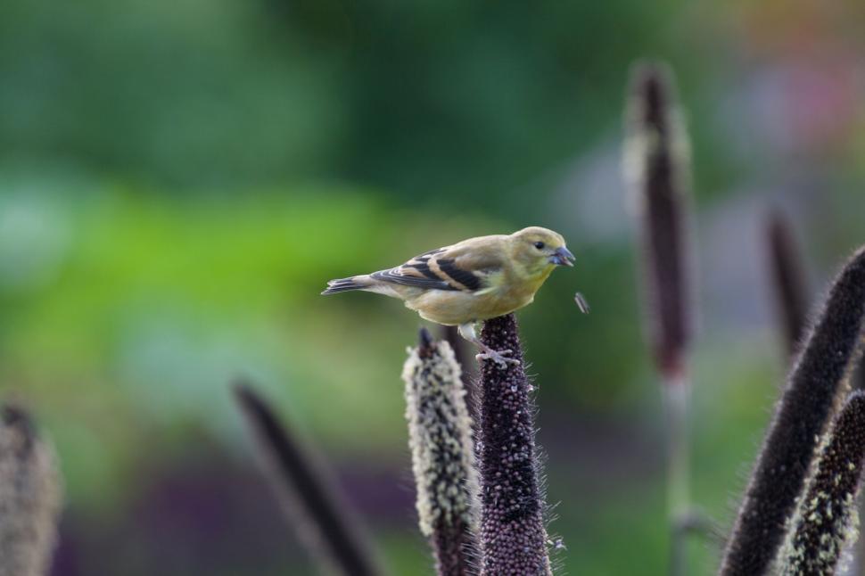 Free Image of Small bird perched on a plant stem in vibrant nature. 