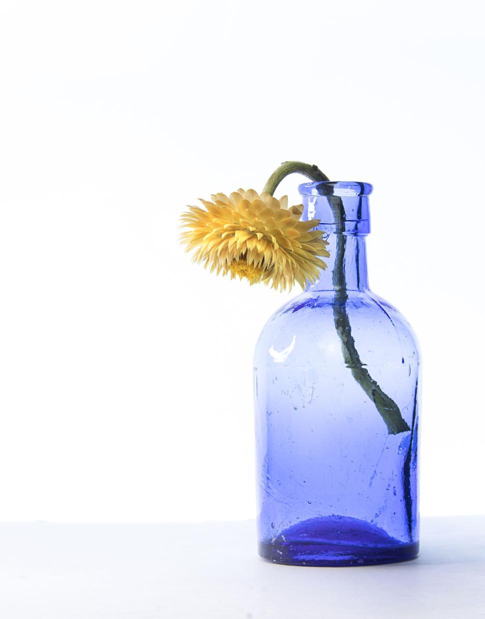 Free Image of Single yellow flower in a blue glass bottle against white. 