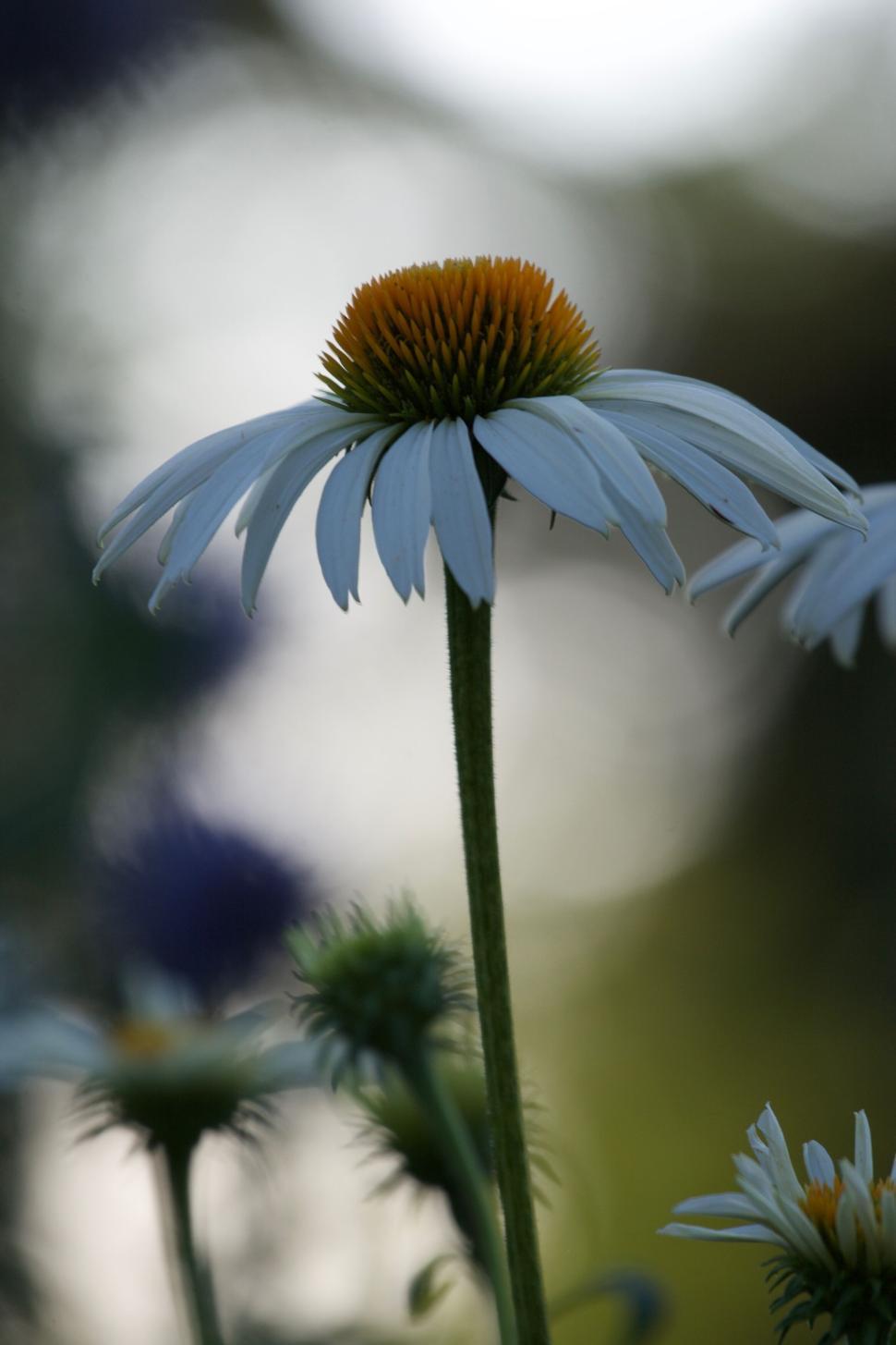 Free Image of White daisy in focus with blurred garden background scene. 