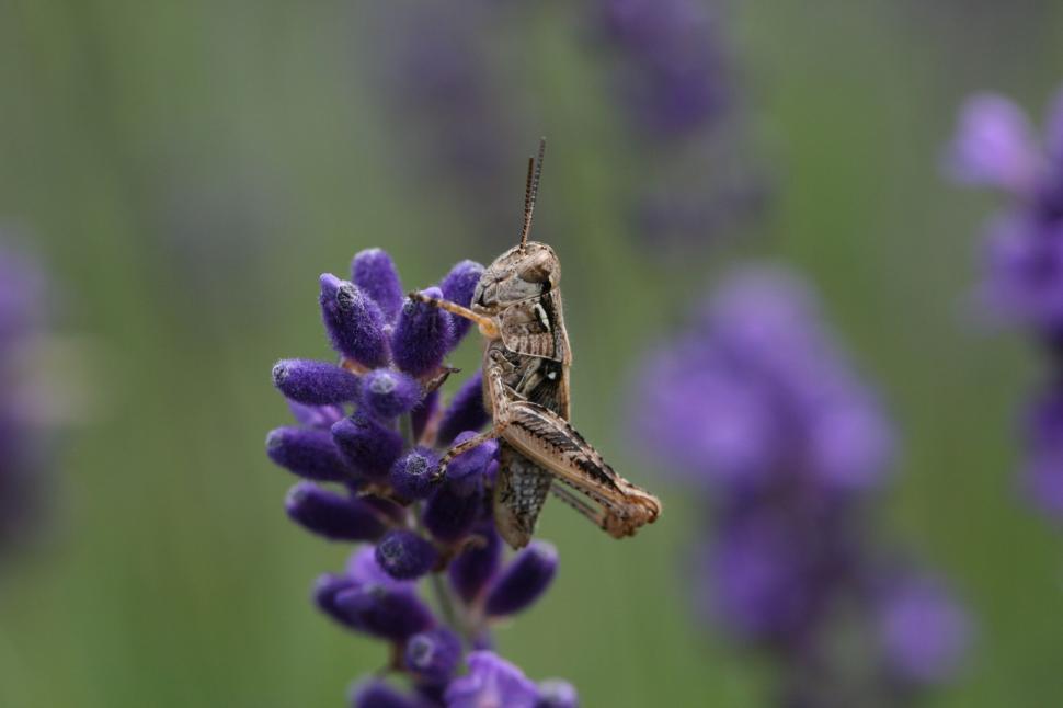 Free Image of Grasshopper on purple flower with blurred green background 