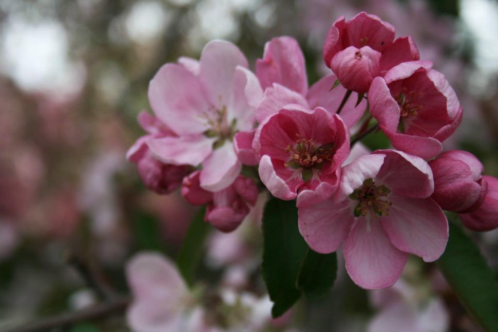 Free Image of Close-up of pink blossoms with soft background contrast 