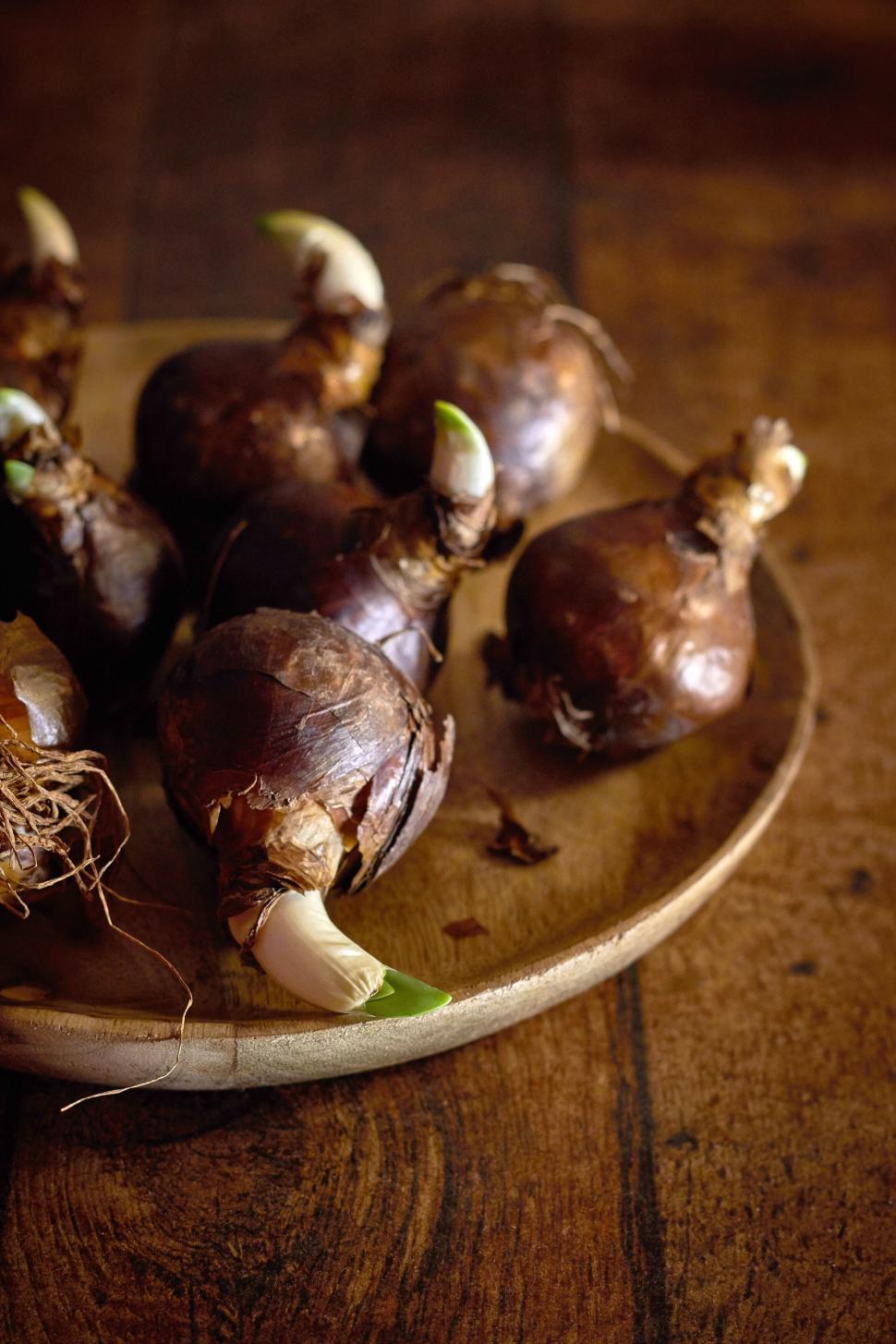 Free Image of Bulb sprouts in wooden bowl placed on rustic table 