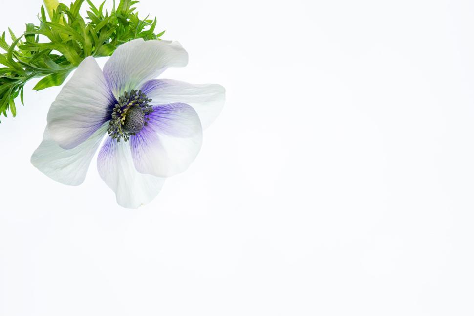 Free Image of White anemone with purple center on white background 
