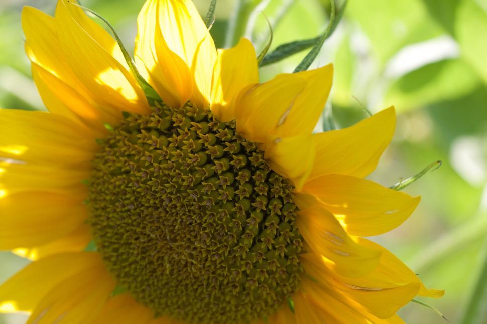 Free Image of Close-up of sunflower with radiant yellow petals in sun 