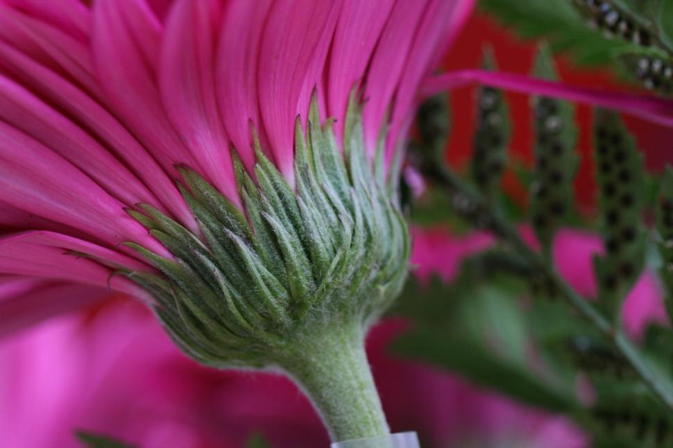 Free Image of Macro capture of a vibrant pink flower with green foliage. 