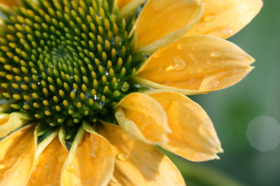 Free Image of Macro shot of a yellow flower with water drops on petals. 