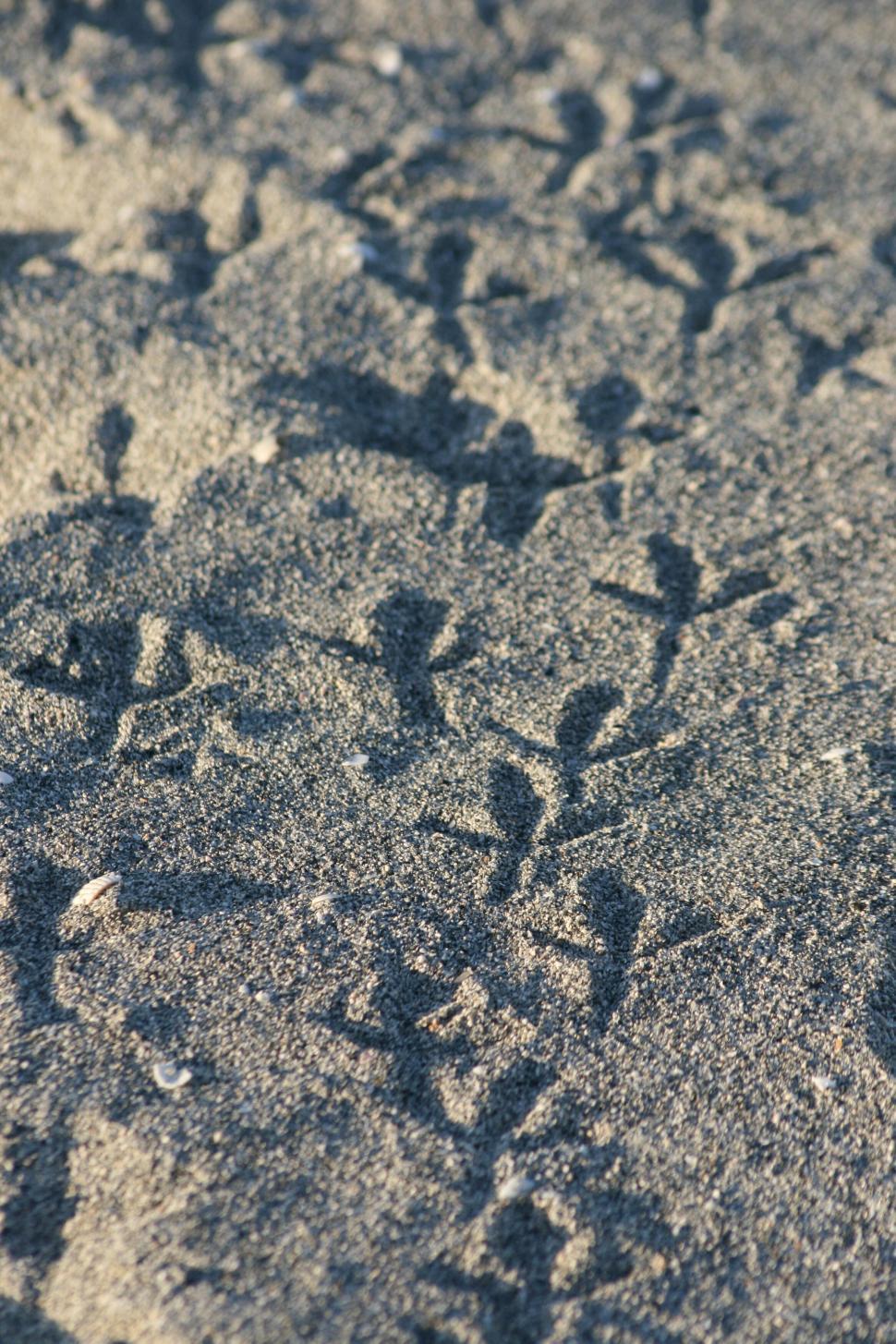 Free Image of Footprints of birds in sand on a beach. 