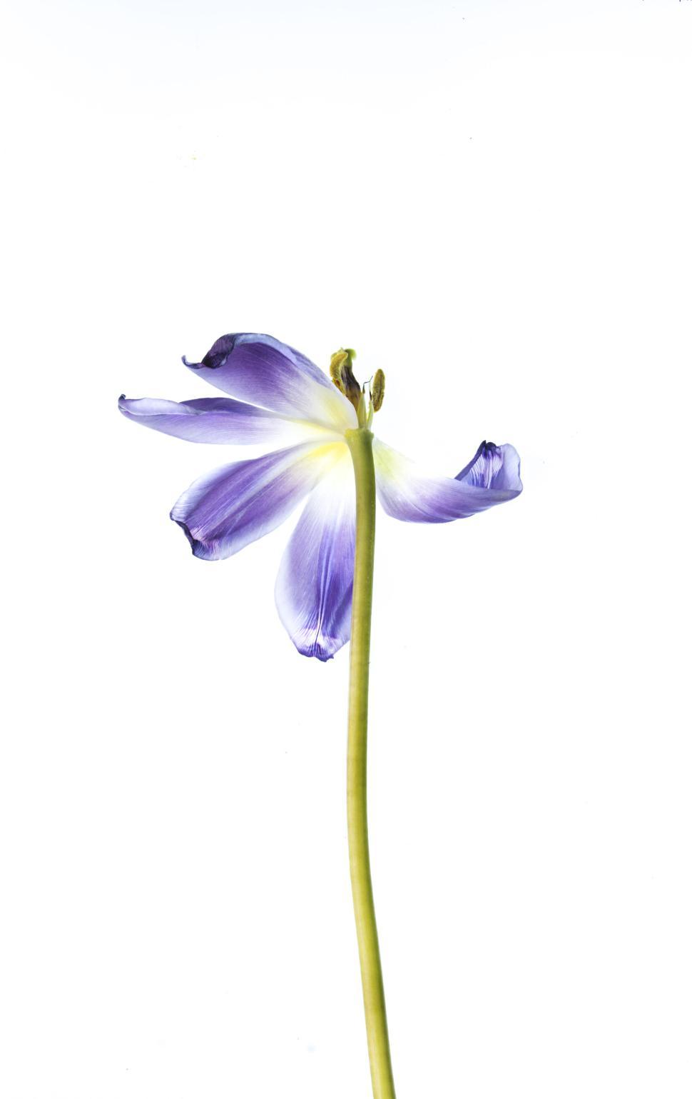 Free Image of Single purple flower against a stark white background. 