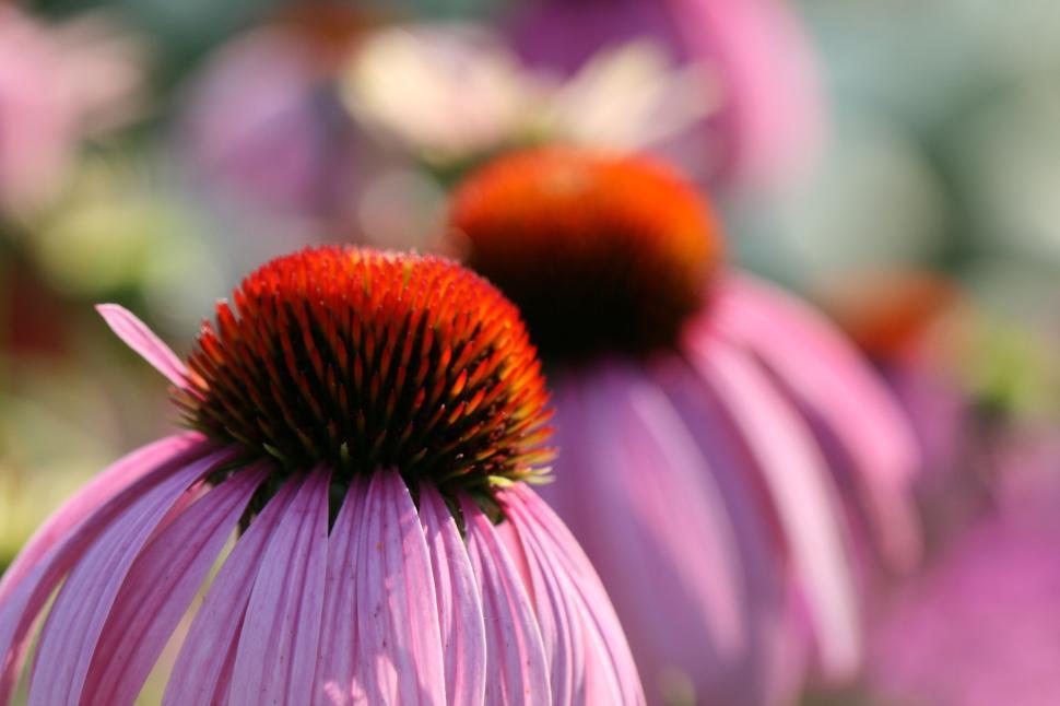 Free Image of Close-up of two vibrant purple coneflowers in bloom 