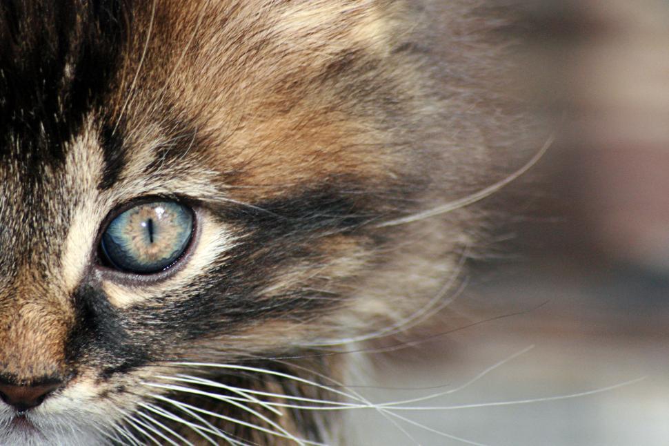 Free Image of Close-up of a kitten s face with striking blue eyes 
