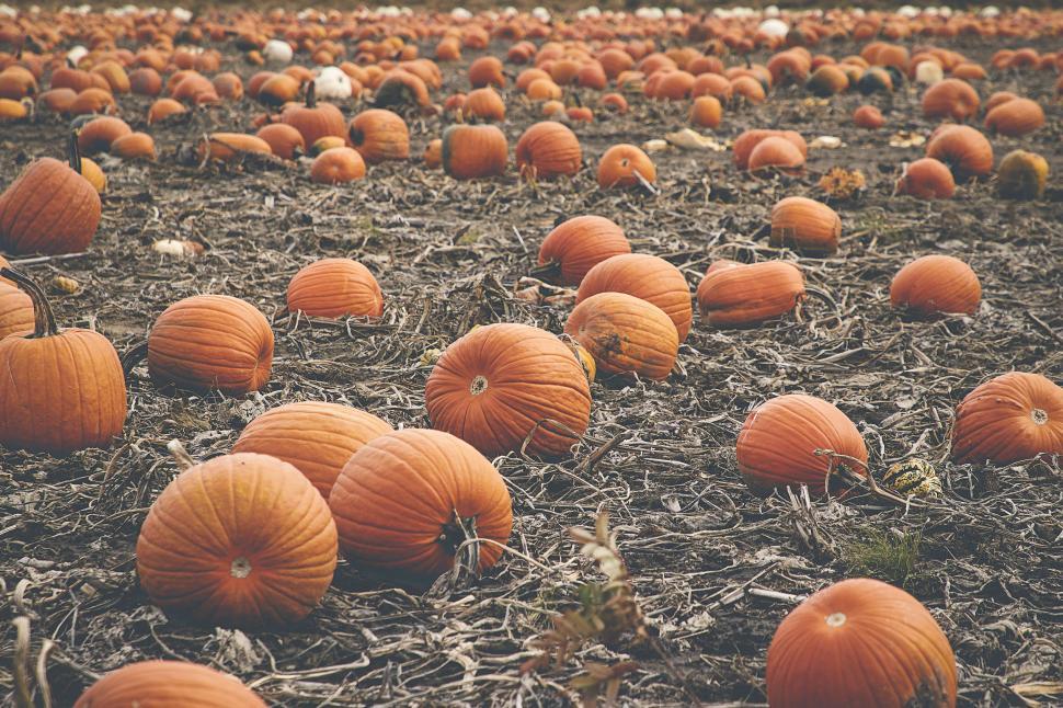 Free Image of Numerous bright orange pumpkins in a farm field setting 