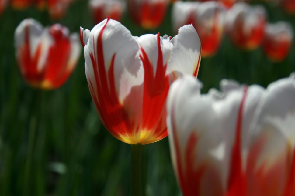 Free Image of Close-up of vibrant red and white tulips in full bloom 