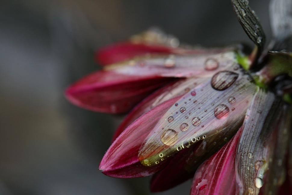 Free Image of Close-up of a flower petal with water droplets on it 