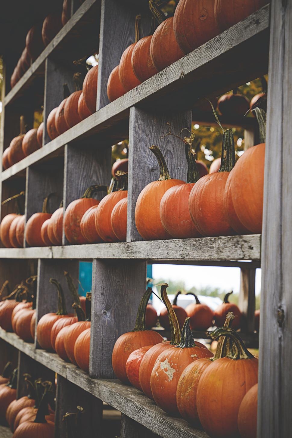 Free Image of Wooden shelves filled with pumpkins in outdoor setting 
