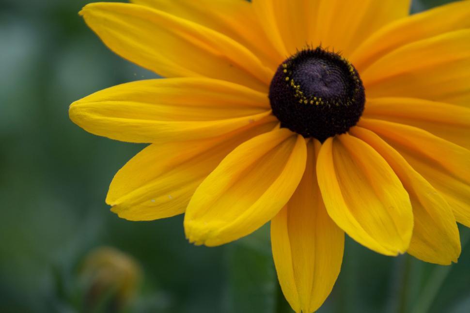 Free Image of Close-up of single yellow flower with dark center 