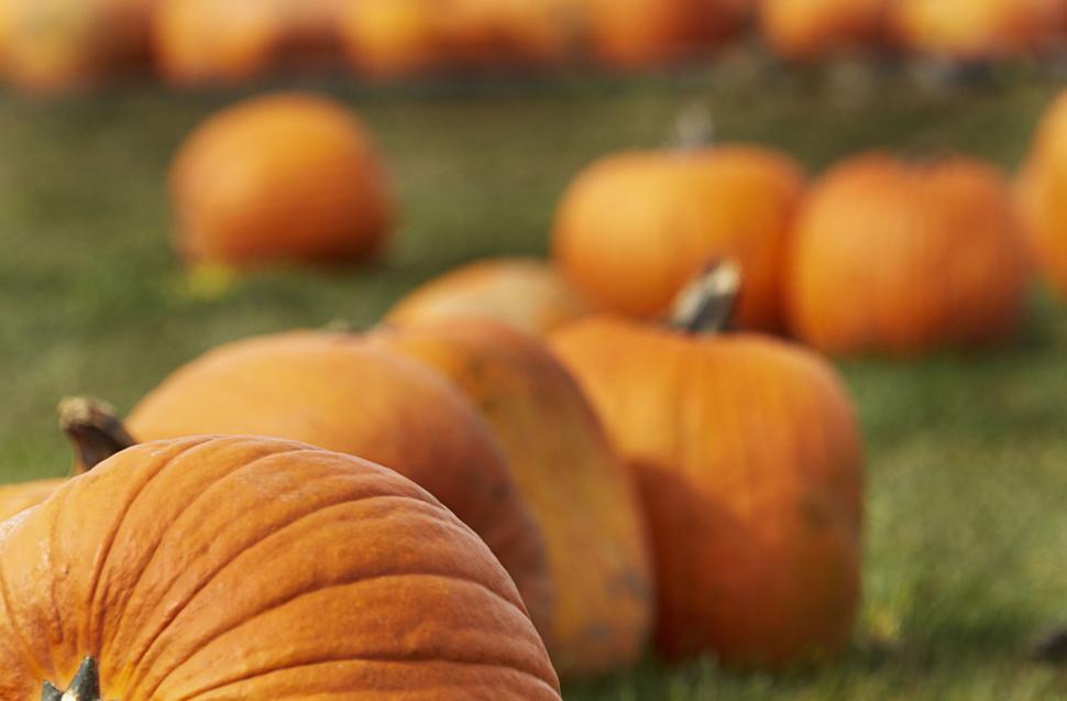 Free Image of Pumpkins scattered on a grassy field during autumn 