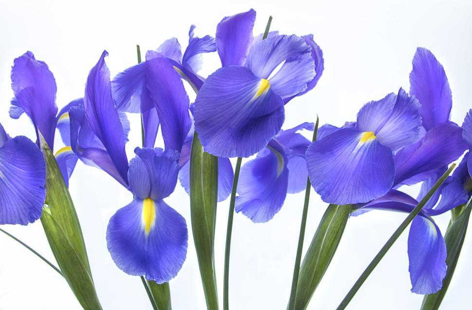 Free Image of Cluster of vibrant purple flowers with green stems close-up 