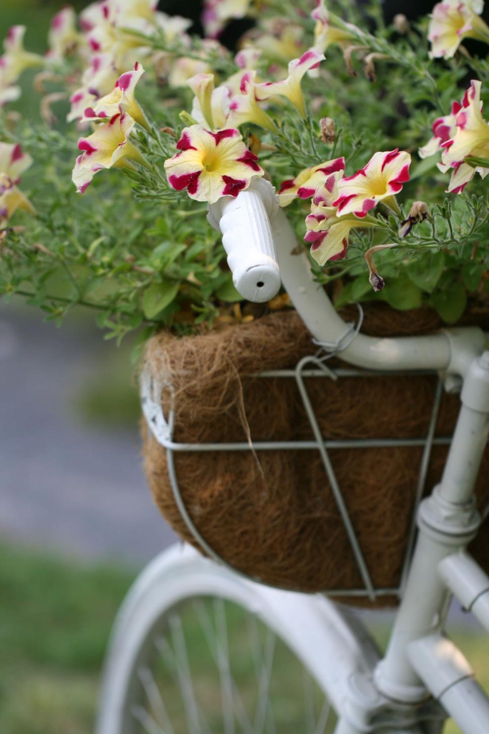 Free Image of White painted bike decorated with floral basket placed outdoors 