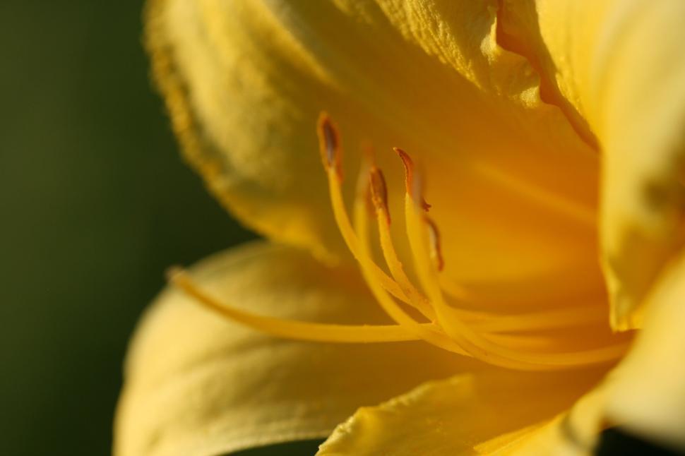 Free Image of Close-up of a yellow flower with detailed stamens visible 