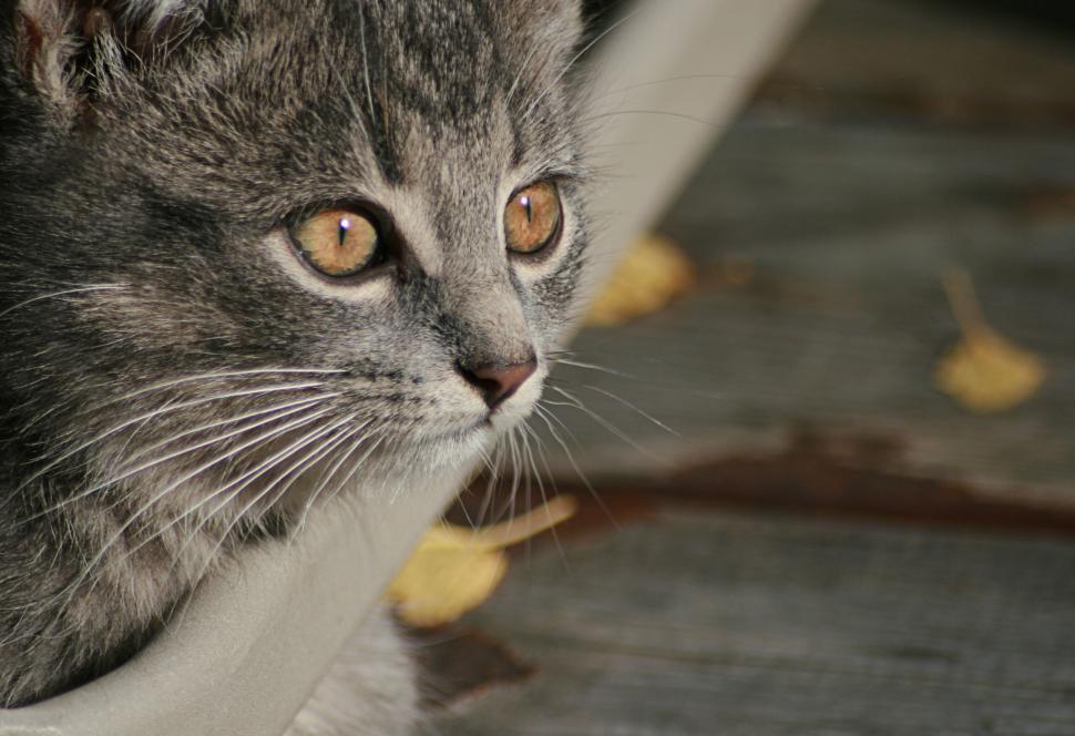 Free Image of Close-up portrait of a grey cat with amber eyes 
