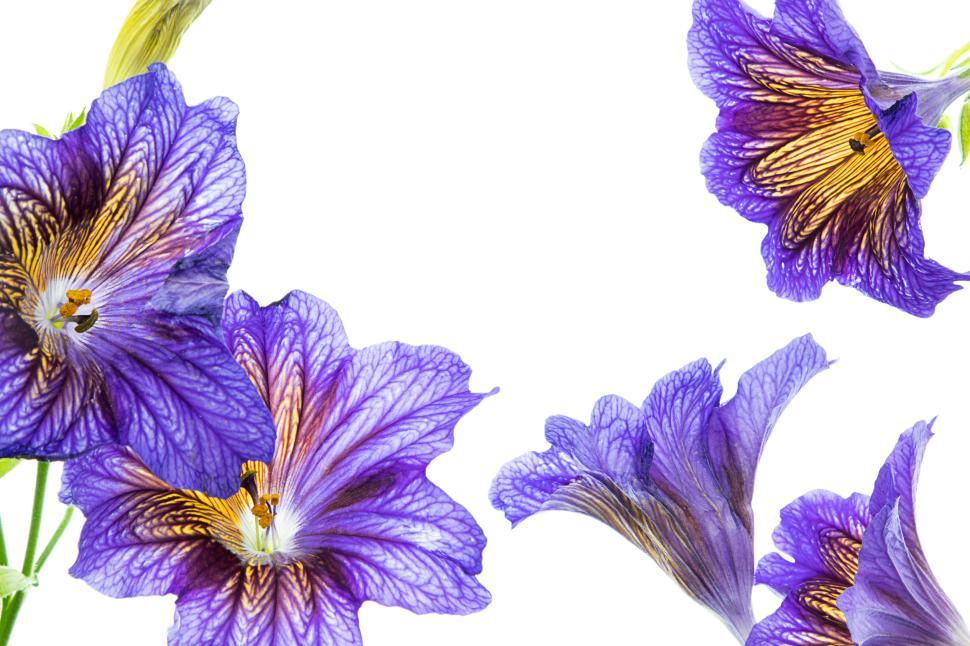 Free Image of Purple flowers with intricate details against white. 