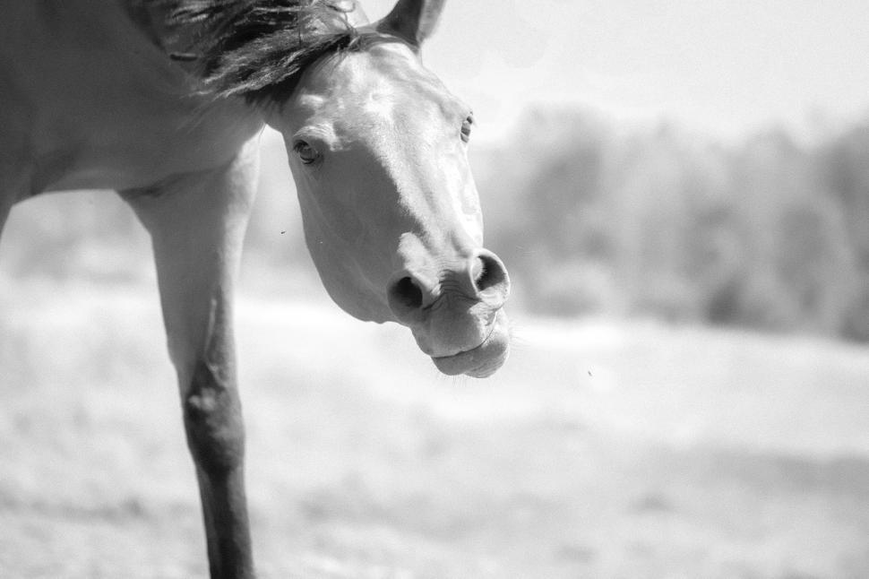 Free Image of Black and white photograph of a horse in motion. 