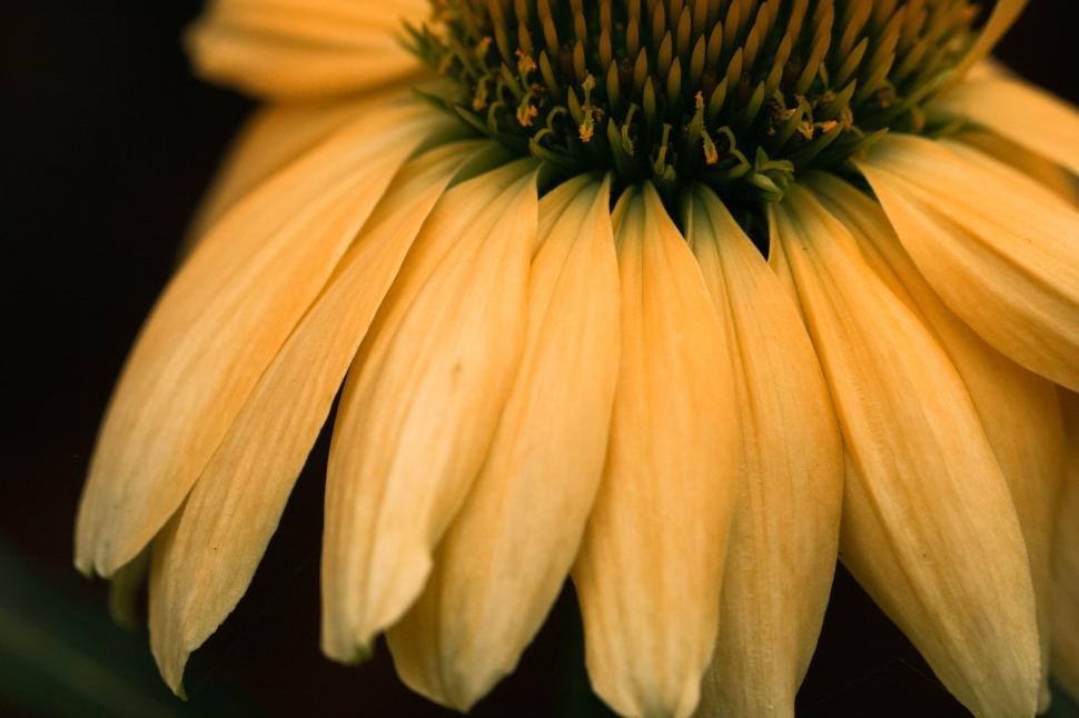 Free Image of Close-up of a yellow flower showing intricate petals. 