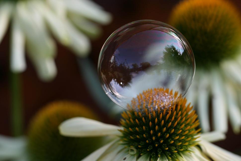 Free Image of Bubble resting gently on a white flower in nature 