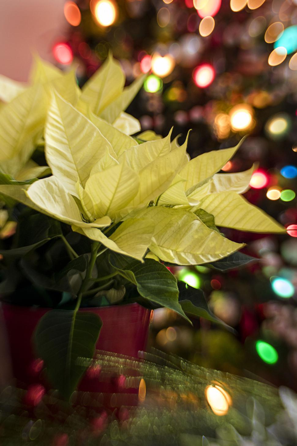 Free Image of Vibrant holiday poinsettia with festive background lights 