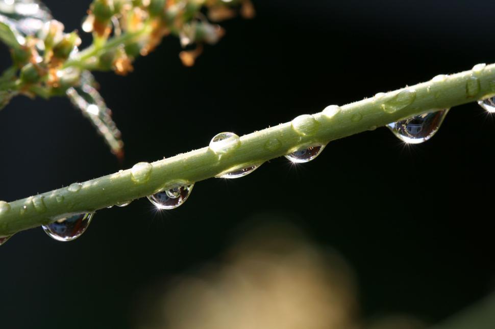 Free Image of Rain droplets sparkling on a green stem in sunlight 
