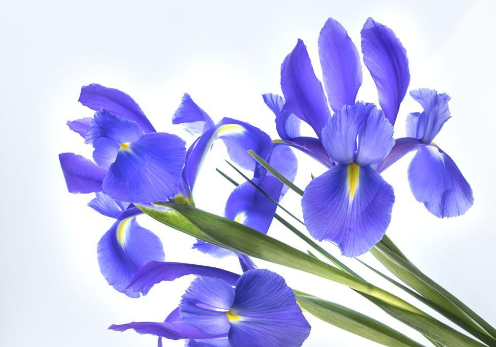 Free Image of Cluster of vibrant purple irises with green stems displayed 