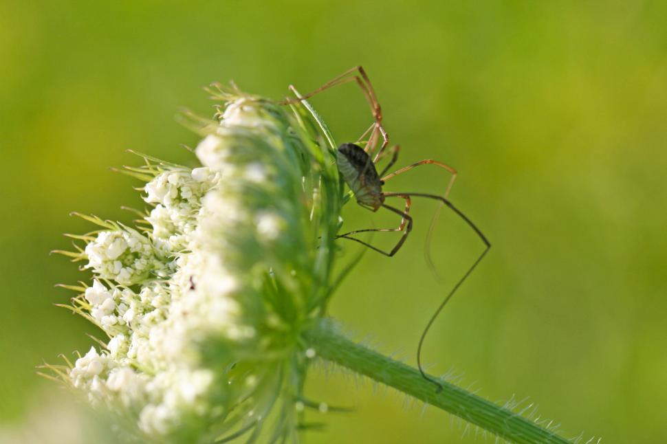 Free Image of Close-up of insect perched on white flower in nature 