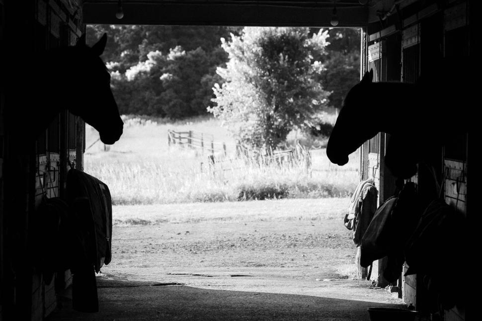 Free Image of Horses in stable looking out into a sunlit pasture 