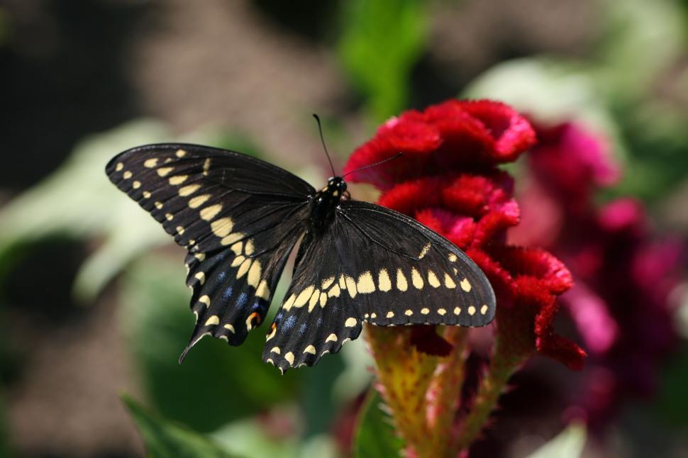 Free Image of Black butterfly on vibrant red flower with green leaves 