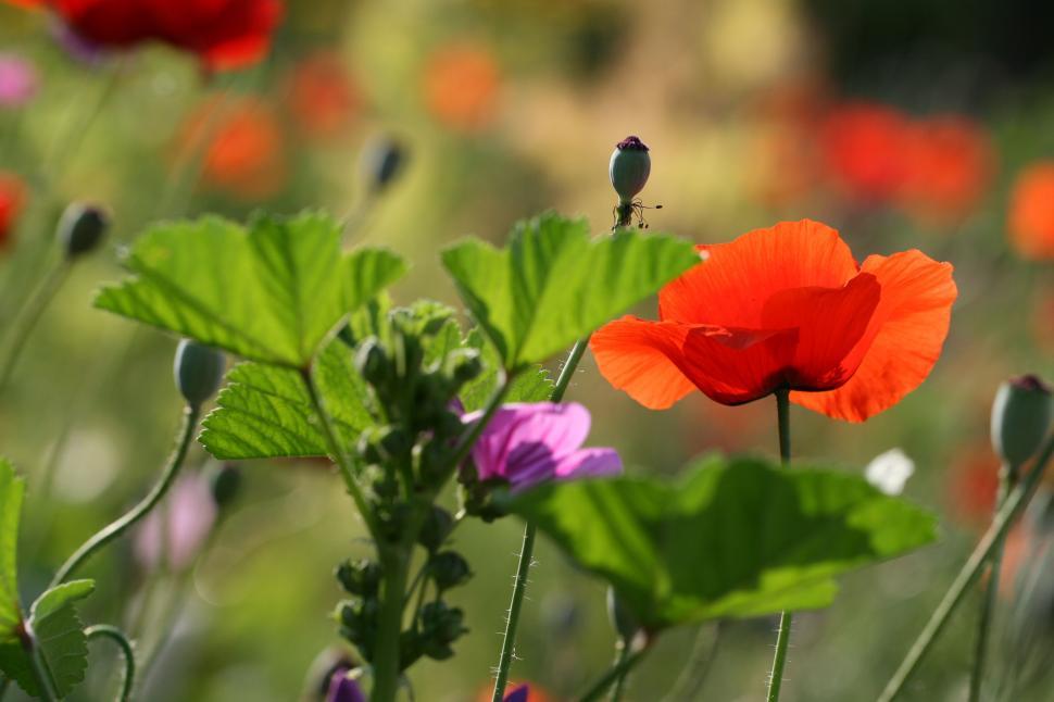 Free Image of Vibrant orange poppy flower surrounded by green foliage 