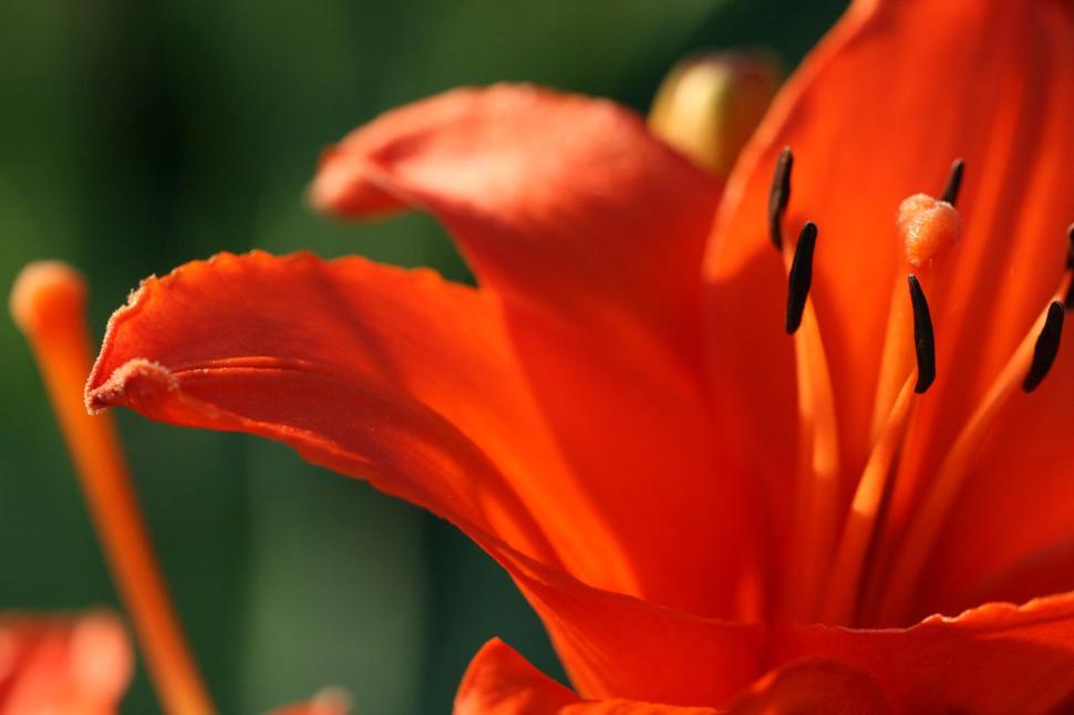 Free Image of Close-up of a vibrant orange lily flower in bloom 