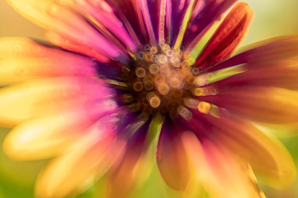 Free Image of Abstract image of a colorful flower with bokeh effect 