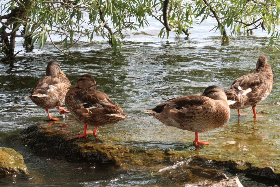 Free Image of Four ducks standing on rocks by a serene lakeside 