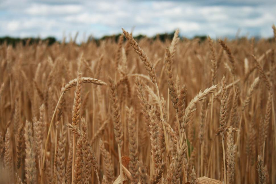 Free Image of Golden wheat field under a bright sky ready for harvest 