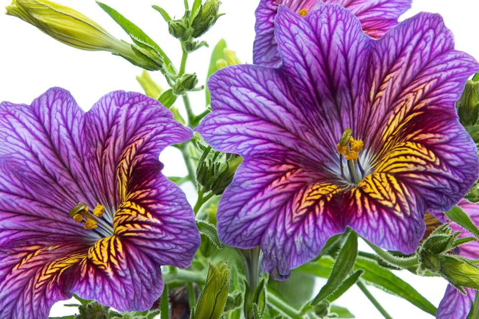 Free Image of Vibrant purple and yellow flowers with intricate veins 