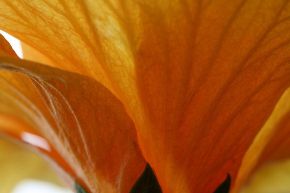 Free Image of Close-up of an orange flower petal showing vein details 