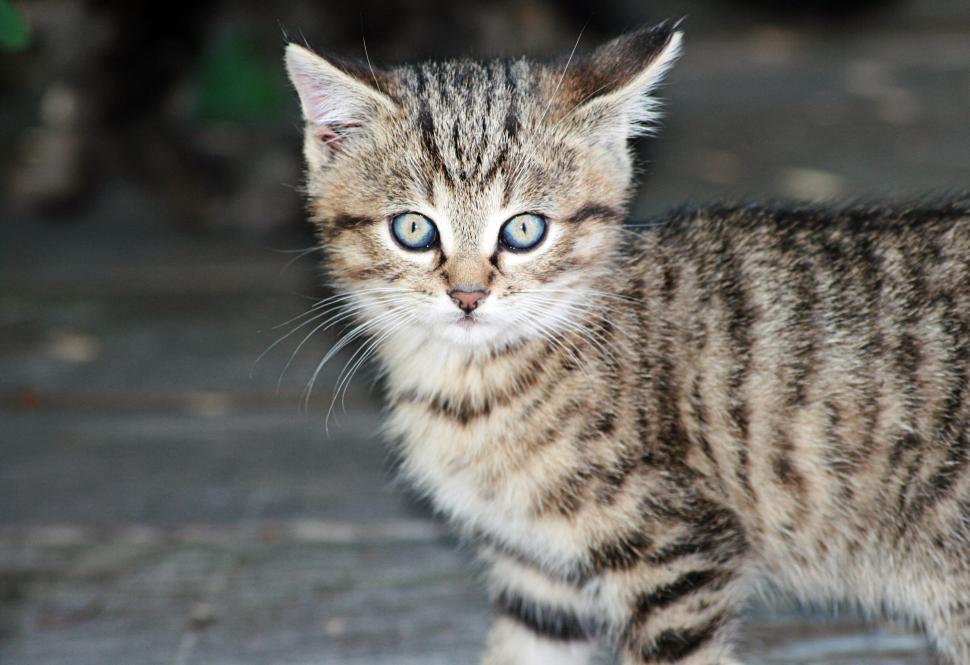 Free Image of Cute tabby kitten with blue eyes looking towards camera 