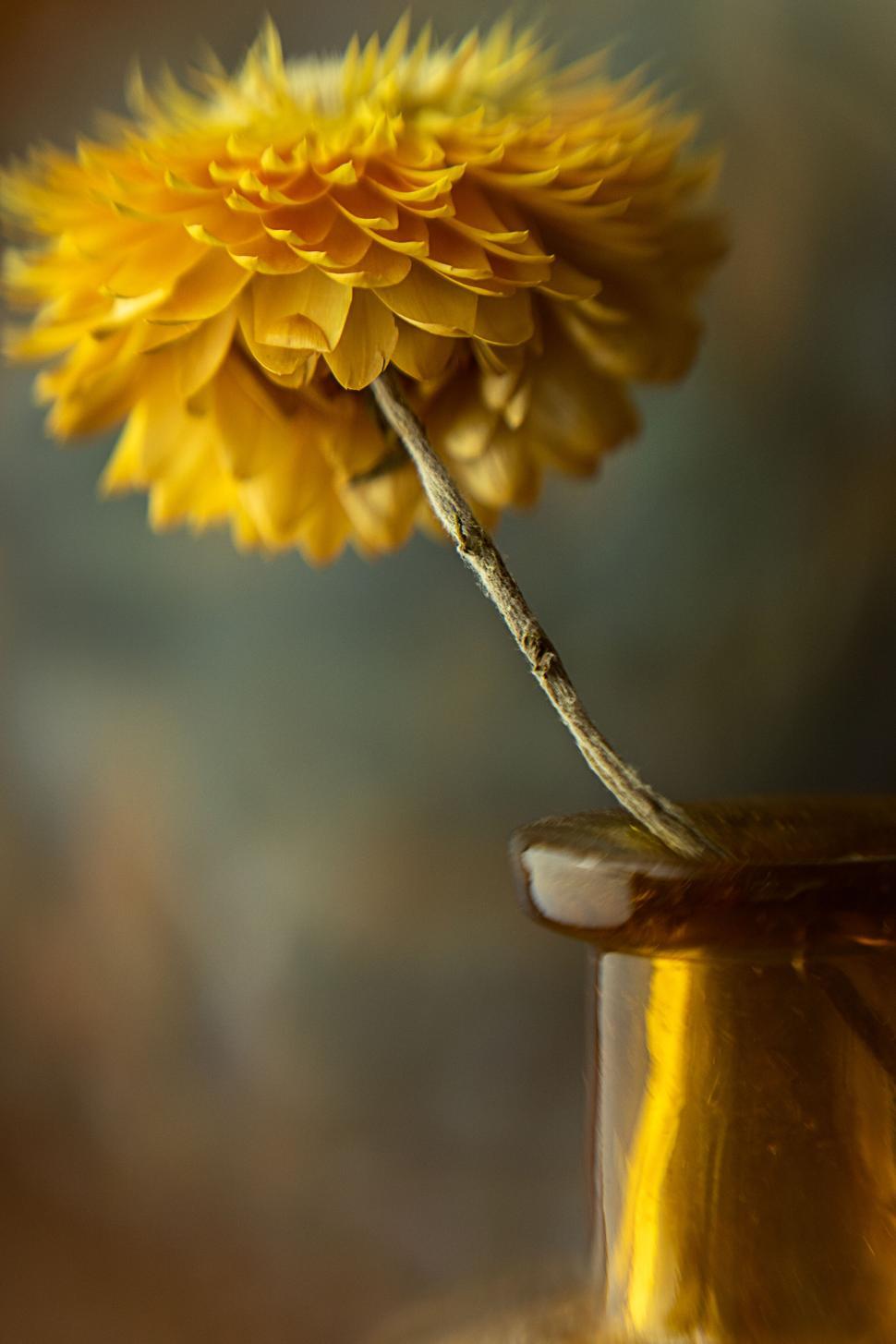 Free Image of Yellow flower in brown vase, single stem, blurred background 